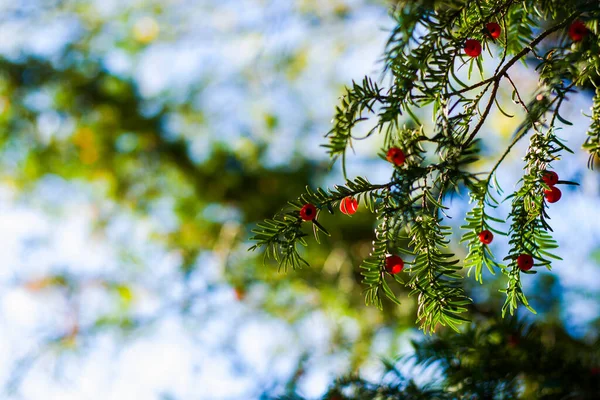 Hojas Árbol Guiñada Primer Plano Macro Luz Solar Fondo Color — Foto de Stock