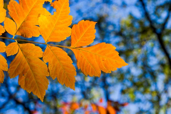 Herfst Herfst Geel Laat Close Natuur Achtergrond Gele Kleur Van — Stockfoto