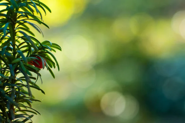 Yaw Árvore Folhas Close Macro Luz Solar Cor Verde Fundo — Fotografia de Stock