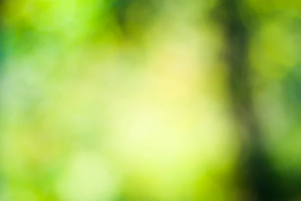 Bokeh Nature Blur Focus Background Nature Background Green Colors Sunlight — Stock Photo, Image