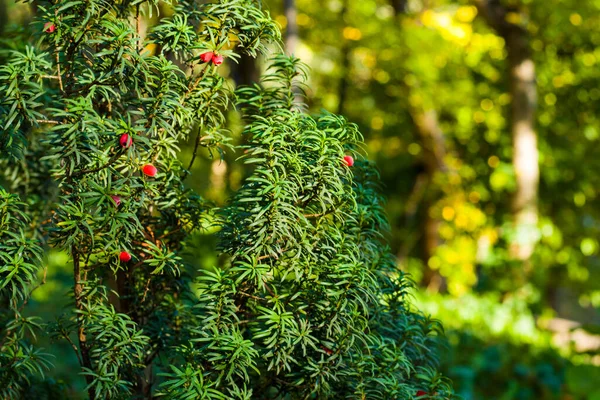 Hojas Árbol Guiñada Primer Plano Macro Luz Solar Fondo Color — Foto de Stock