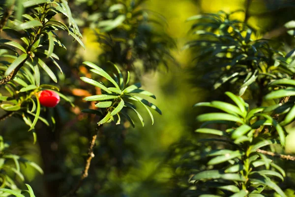 Hojas Árbol Guiñada Primer Plano Macro Luz Solar Fondo Color — Foto de Stock