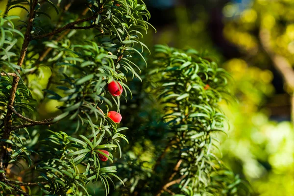 Hojas Árbol Guiñada Primer Plano Macro Luz Solar Fondo Color — Foto de Stock