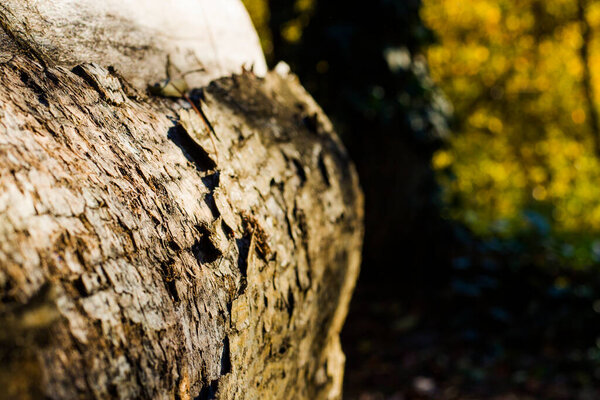 Кора дерева и фона тела, крупным планом и макро из деревянного материала, красивый фон дерева