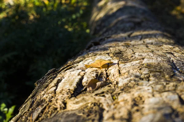 Casca Árvore Fundo Corpo Close Macro Material Madeira Belo Fundo — Fotografia de Stock
