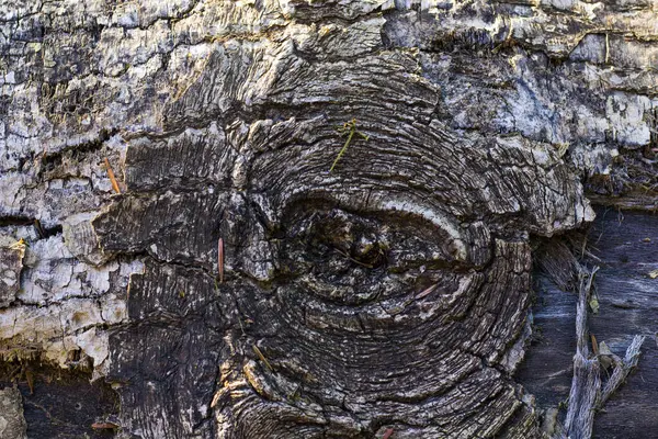 Baumrinde Und Körperhintergrund Nahaufnahme Und Makro Aus Holzmaterial Schöner Baumhintergrund — Stockfoto