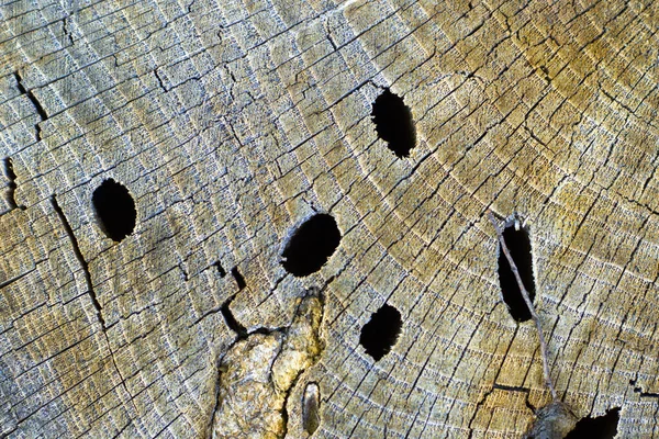 Sfondo Legno Modello Albero Tagliato Texture Albero Tagliato Secco Anelli — Foto Stock