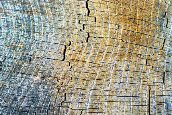 Fondo Madera Patrón Árbol Cortado Textura Árbol Cortado Seco Anillos — Foto de Stock