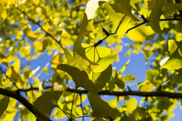 가을의 가을의 고나무 햇빛과 — 스톡 사진