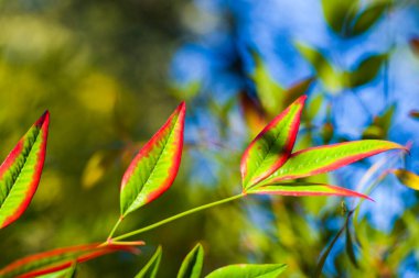 Bokeh arka planında Nandina yerel yaprakları, doğa arka planı, kırmızı ve yeşil