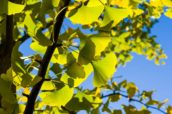 Осень Гинкко Билоба Листья Дерева Осенью Желтые Листья Гинкго Голубое — стоковое фото
