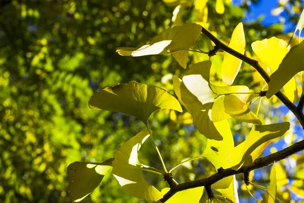 Осень Гинкко Билоба Листья Дерева Осенью Желтые Листья Гинкго Голубое — стоковое фото