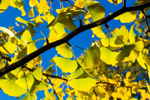 가을의 가을의 고나무 햇빛과 — 스톡 사진