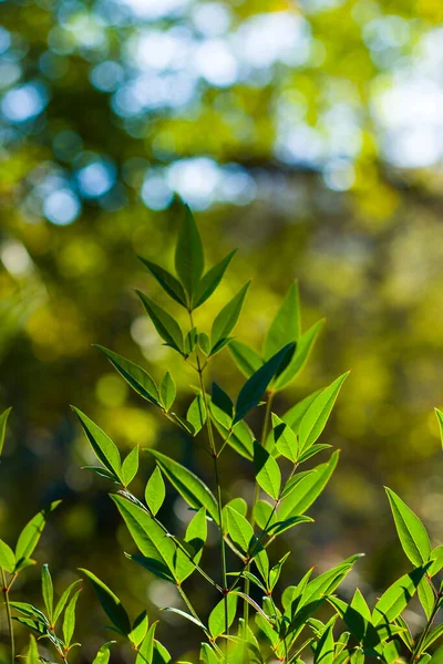 Зеленый Цвет Оставить Макро Крупным Планом Время Солнечного Света Природного — стоковое фото