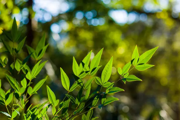 Cor Verde Deixar Macro Close Durante Luz Solar Fundo Natureza — Fotografia de Stock