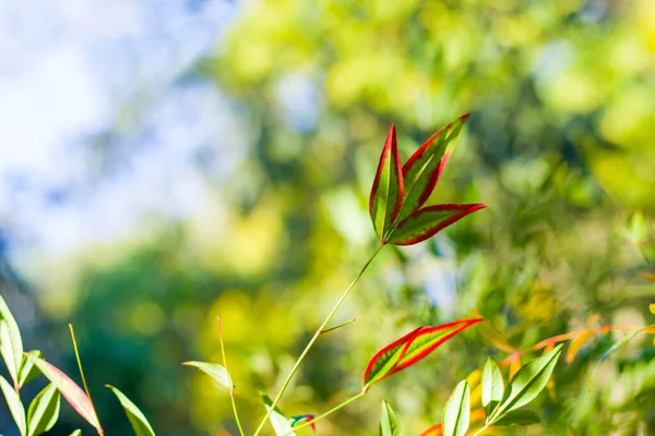 Nandina Domestica Листя Боке Тло Природи Червоний Зелений — стокове фото