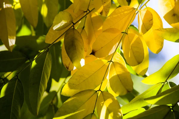 Осень Осень Желтые Листья Крупным Планом Природный Фон Желтый Цвет — стоковое фото