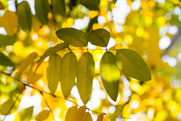 Autumn and fall yellow leave close-up, nature background, yellow color of ash-tree leave