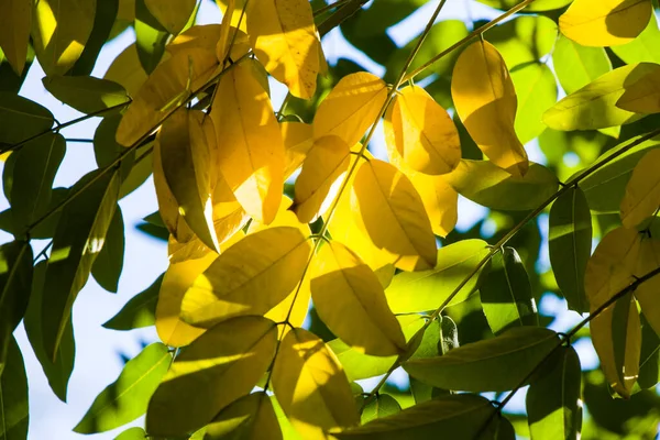 가을과 가을의 노란색은 자연적 트리의 — 스톡 사진