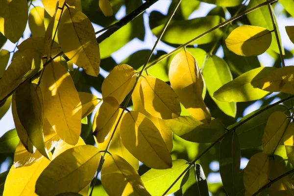 가을과 가을의 노란색은 자연적 트리의 — 스톡 사진