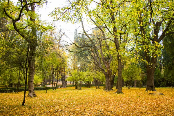 Parque Jardim Tsinandali Geórgia Outono Parque Paisagem — Fotografia de Stock