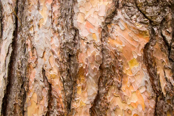 松树树皮和树身背景 木料的特写和大写 树背美观 — 图库照片