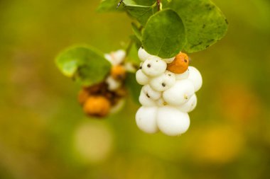 Kar çileği bitkisi yakın plan ve yeşil arka planda makro, sonbahar zamanı, doğa arka planı