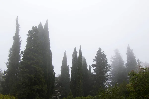 Ліс Дерева Тумані Тумані Грузії — стокове фото