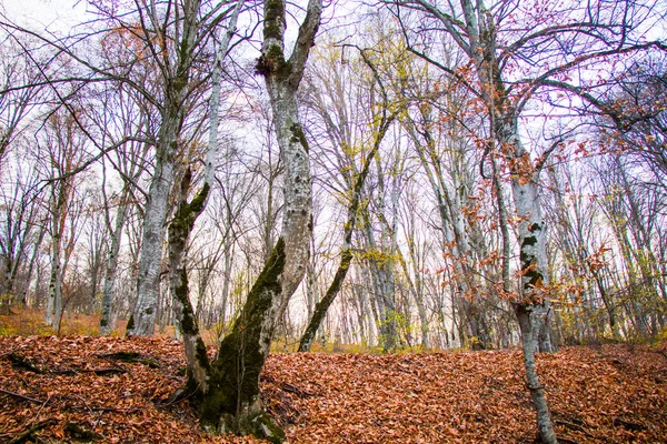 Осенний Осенний Лесной Пейзаж Осенние Листья Деревья Заднем Плане Кахетии — стоковое фото
