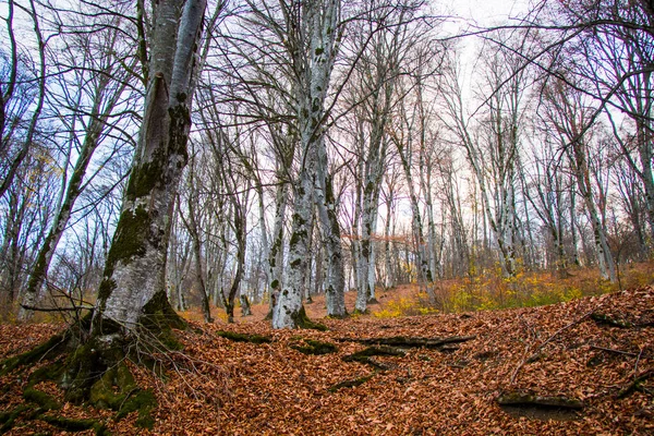 Outono Outono Paisagem Florestal Folhas Outono Árvores Fundo Kakheti Geórgia — Fotografia de Stock