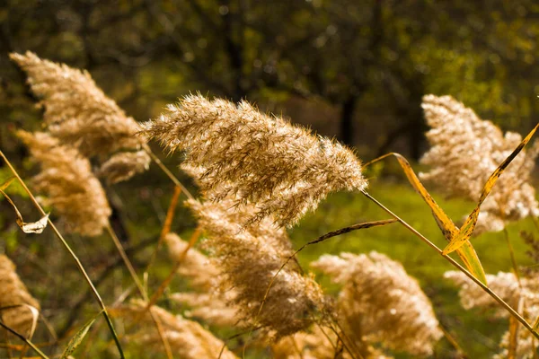 秋の植物と葉の背景 日光と明るくカラフルな野生の植物 — ストック写真