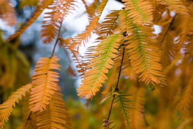 Metasequoia glyptostroboides ağacı, Tsinandali, Kakheti, Gürcistan 'da sonbahar ve sonbahar ağacı.