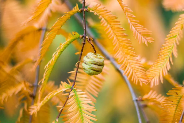 Δέντρο Metasequoia Glyptostroboides Φθινόπωρο Και Φθινόπωρο Δέντρο Γκρο Πλαν Στο — Φωτογραφία Αρχείου