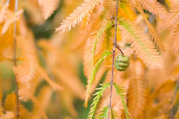 Metasequoia Glyptostroboides Дерево Осінь Осінь Близькі Дерева Цінандалі Кахеті Джорджія — стокове фото