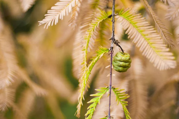 Metasequoia Glyptostroboides Baum Herbst Und Herbst Aus Nächster Nähe Tsinandali — Stockfoto