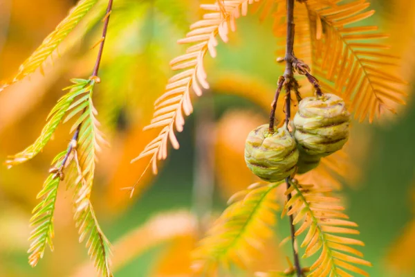 Metasequoia Glyptostroboides Arbre Automne Automne Arbre Gros Plan Tsinandali Kakheti — Photo