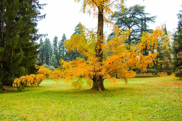 Metasequoia Glyptostroboides Tree Autumn Fall Tree Крупный План Деревьев Цинандали — стоковое фото