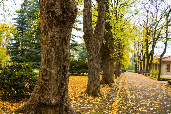 Parque Jardim Tsinandali Kakheti Geórgia Outono Parque Paisagem — Fotografia de Stock