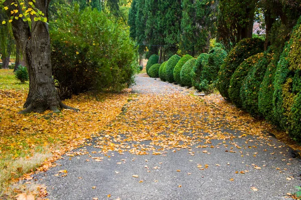 Park Ogród Tsinandali Kacheti Gruzja Krajobraz Jesiennego Parku — Zdjęcie stockowe