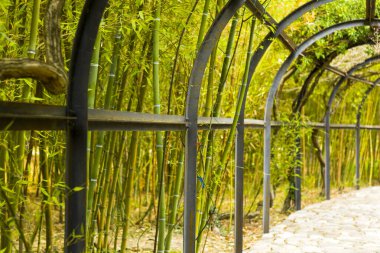 Parktaki doğal tünel, yeşil renkler bitki ve demir çitler, Georgia.