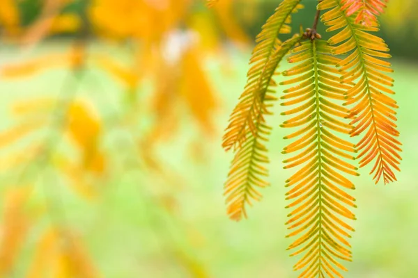 Metasequoia Glyptostroboides Arbre Automne Automne Arbre Gros Plan Tsinandali Kakheti — Photo