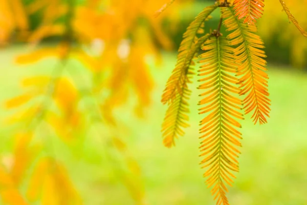 メタセコイア グリプトストロイド Metasequoia Glyptostroboides Tree Autumn Fall Tree ジョージア州カヘティのツリー — ストック写真