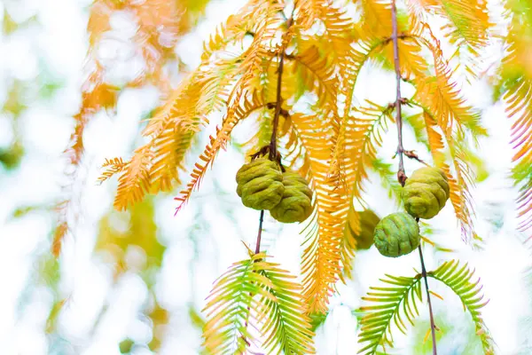 Metasequoia Glyptostroboides Baum Herbst Und Herbst Aus Nächster Nähe Tsinandali — Stockfoto