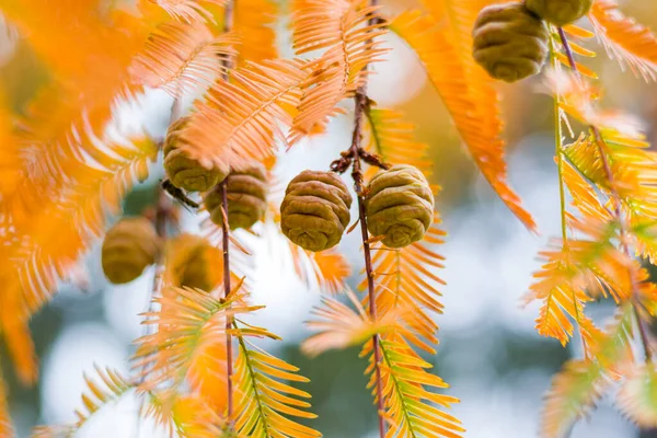 Δέντρο Metasequoia Glyptostroboides Φθινόπωρο Και Φθινόπωρο Δέντρο Γκρο Πλαν Στο — Φωτογραφία Αρχείου