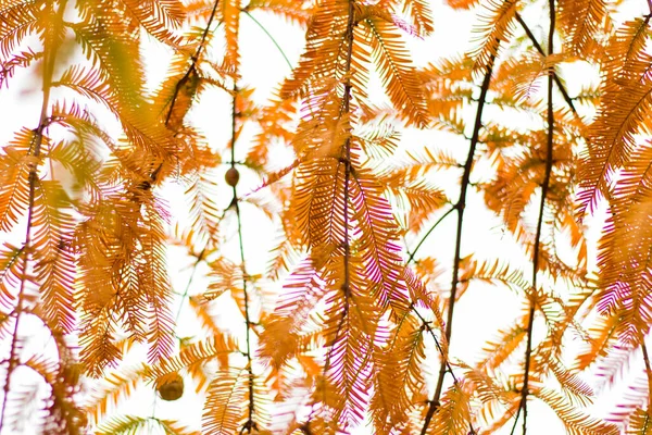 Árbol Metasequoia Glyptostroboides Primer Plano Del Árbol Otoño Otoño Tsinandali —  Fotos de Stock