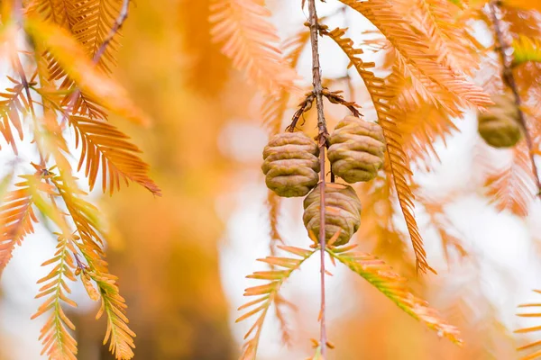 Δέντρο Metasequoia Glyptostroboides Φθινόπωρο Και Φθινόπωρο Δέντρο Γκρο Πλαν Στο — Φωτογραφία Αρχείου