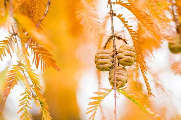 Metasequoia Glyptostroboides Дерево Осінь Осінь Близькі Дерева Цінандалі Кахеті Джорджія — стокове фото