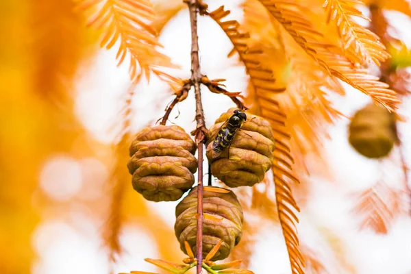 Metasequoia Glyptostroboides Boom Herfst Herfst Boom Close Tsinandali Kakheti Georgië — Stockfoto