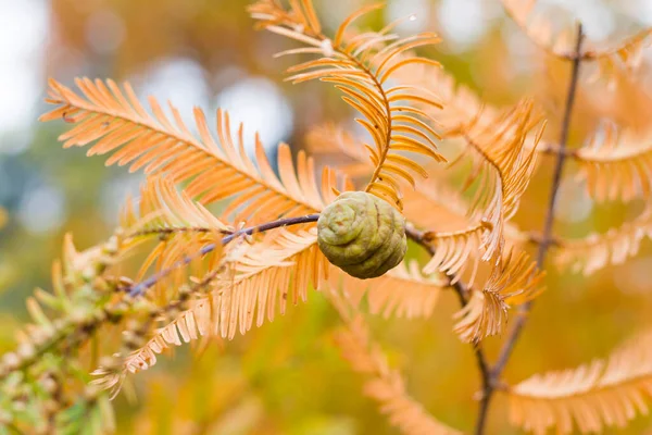 メタセコイア グリプトストロイド Metasequoia Glyptostroboides Tree Autumn Fall Tree ジョージア州カヘティのツリー — ストック写真