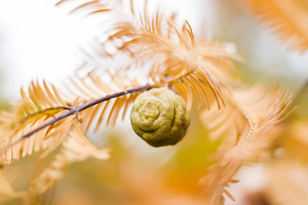 Δέντρο Metasequoia Glyptostroboides Φθινόπωρο Και Φθινόπωρο Δέντρο Γκρο Πλαν Στο — Φωτογραφία Αρχείου